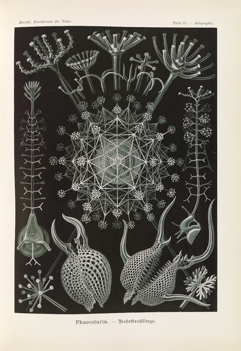 Phaeodaria  Rohrstrahlinge 2 1904