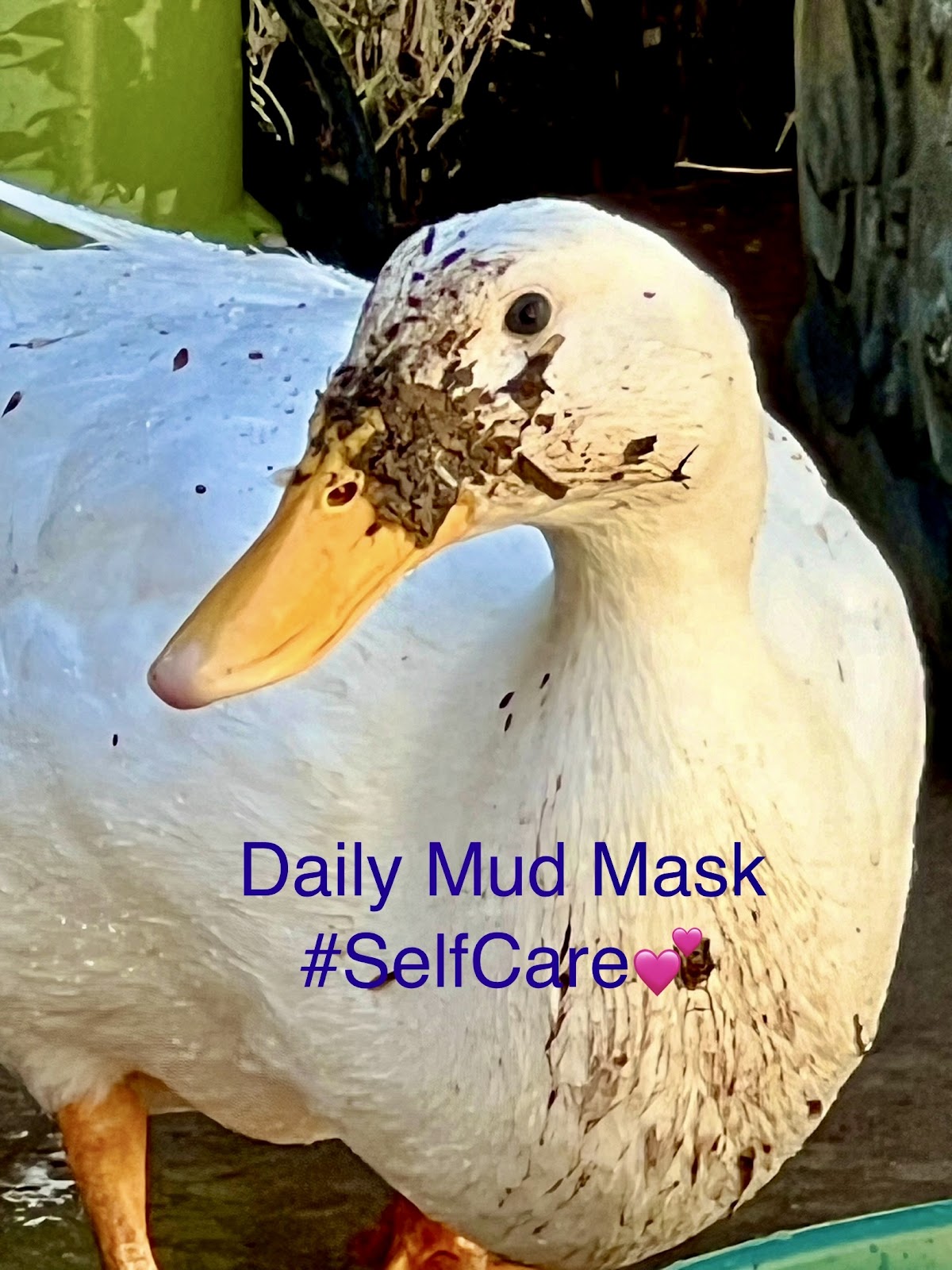 White Layer Duckling