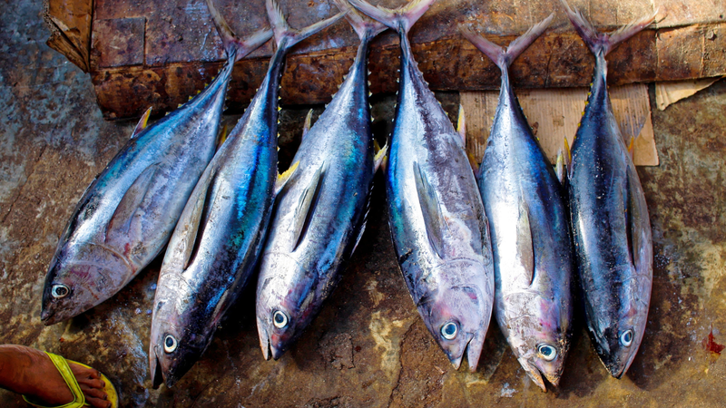 Cá ngừ là nguồn protein chất lượng cao, giàu omega-3