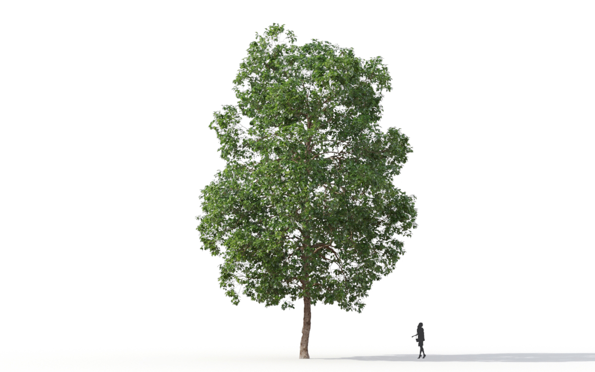 Maxtree - Plant Models Vol.11