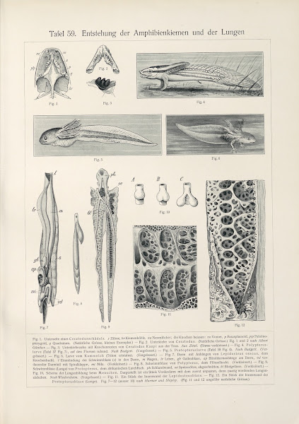 Entstehung der Amphibienkiemen und der Lungen 1909