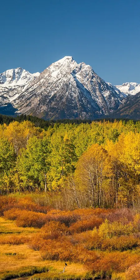 Nature, Mountain, Plant, Ecoregion, Snow Full HD iPhone Phone Wallpaper