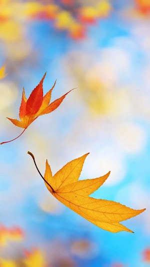 Fall Leaves Picture