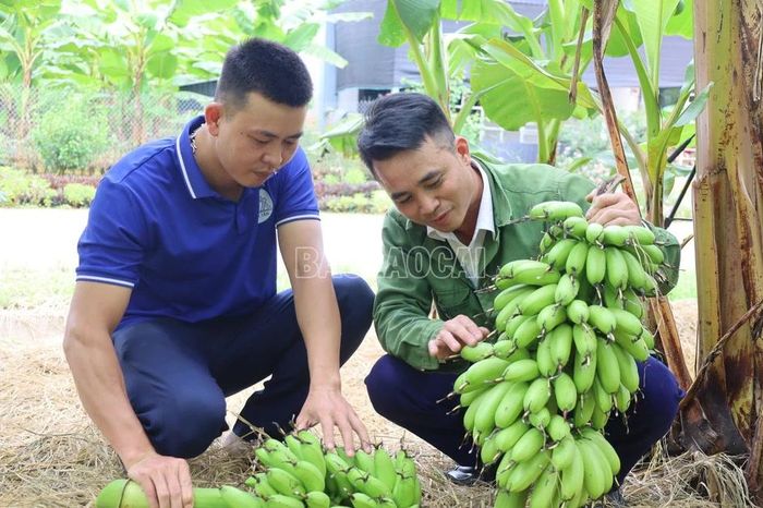 Chuyển đổi cây trồng, nâng cao giá trị nông nghiệp - Báo Lào Cai