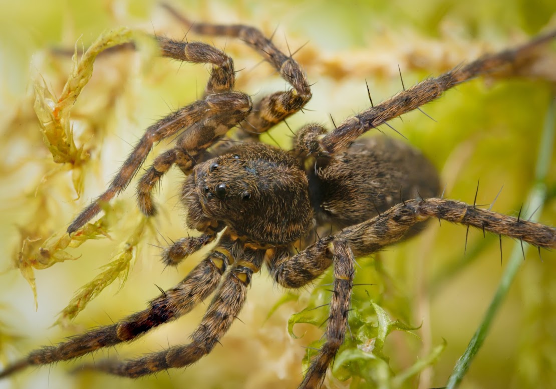 Pardosa sp.