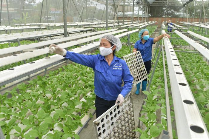 Tư duy mới trong ngành Nông nghiệp Hà Nội - Đài Phát thanh và truyền hình Hà Nội