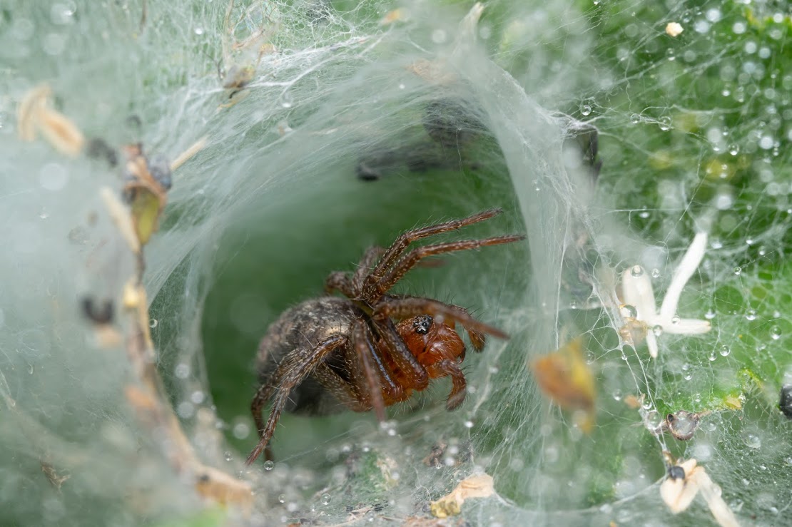 Agelena labyrinthica