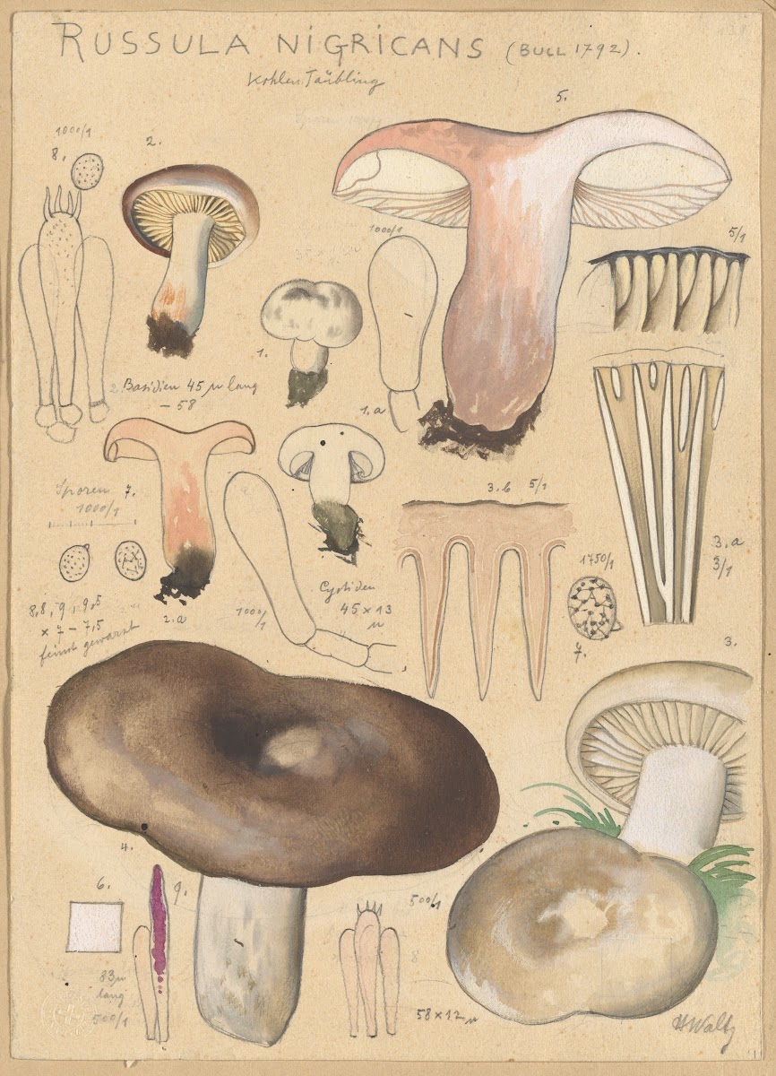 Russula nigricans 1915 1945