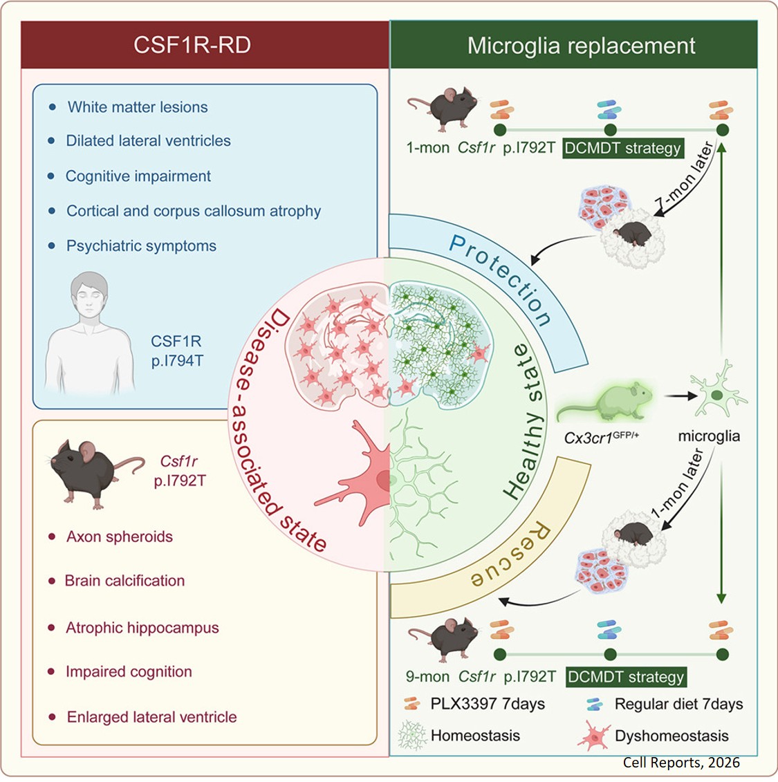 A strategy of microglia replacement alleviates microgliopathy in a CSF1R I794T hotspot mutation mouse model of CSF1R-related disorder