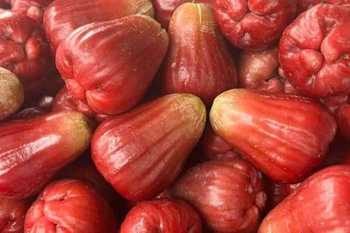 Mận hồng 200.000 đồng/kg hút khách ngon cỡ nào? - Báo Tri thức &amp; Cuộc sống