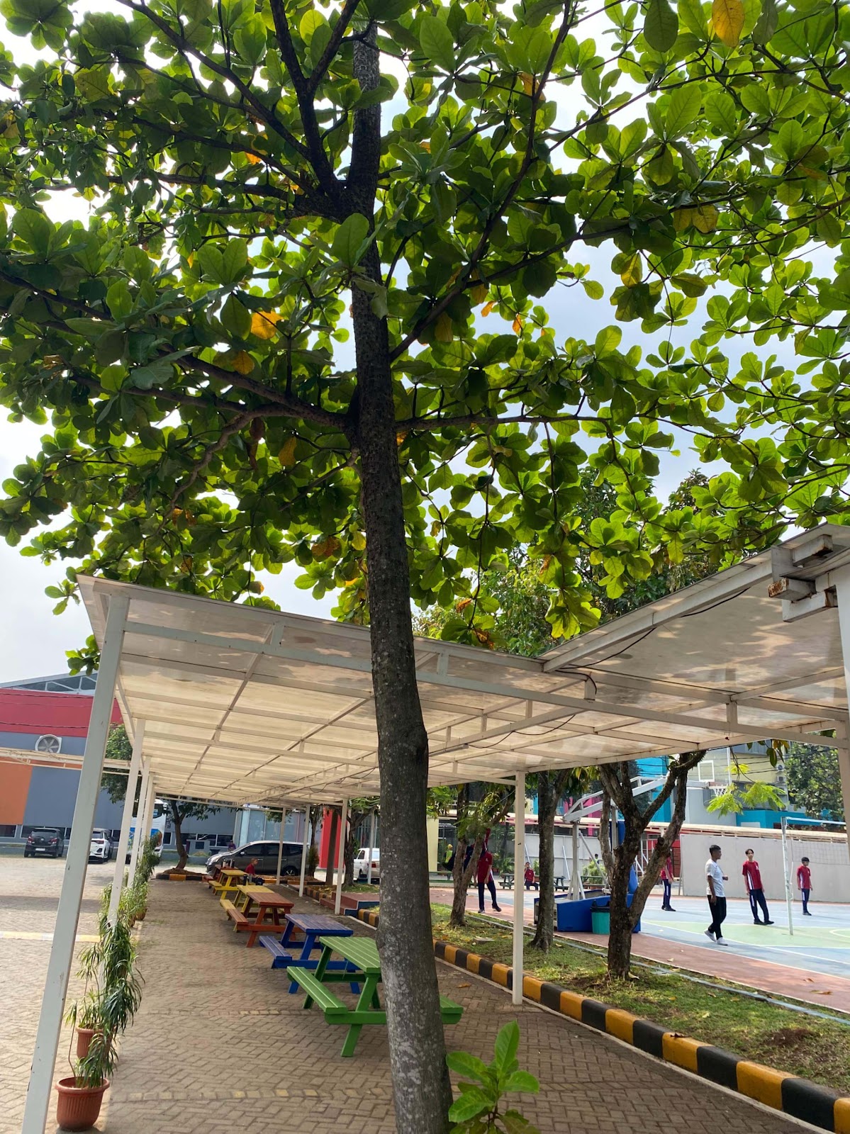 image of Tropical Almond Tree