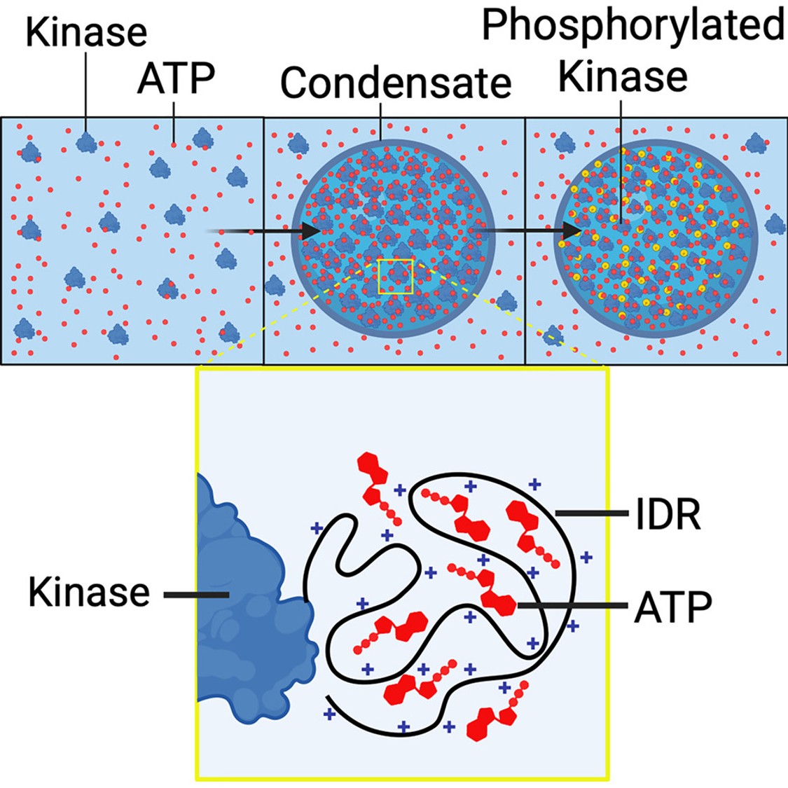 Kinase condensates enrich ATP and trigger autophosphorylation