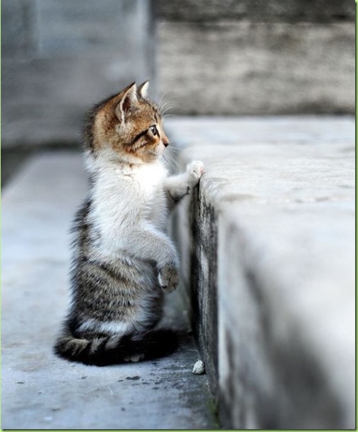 kitty caterday