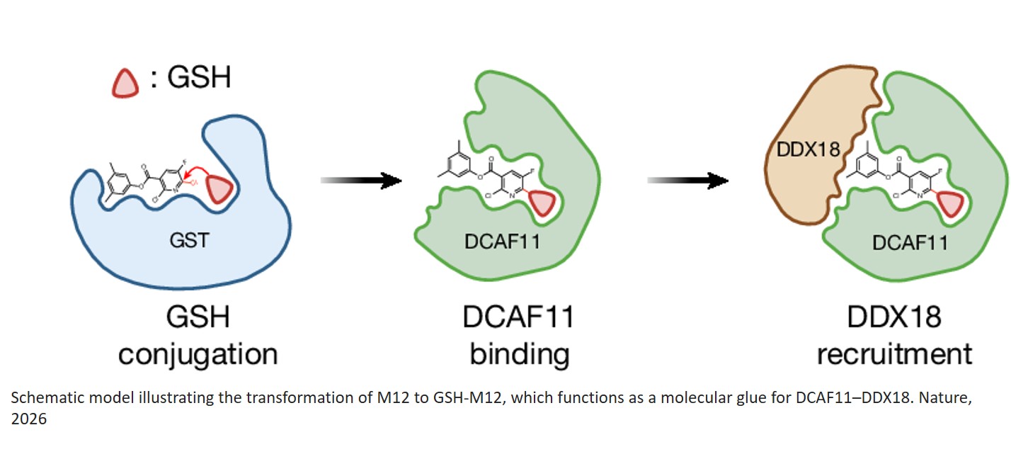 Metabolically activated molecular glue degrader platform