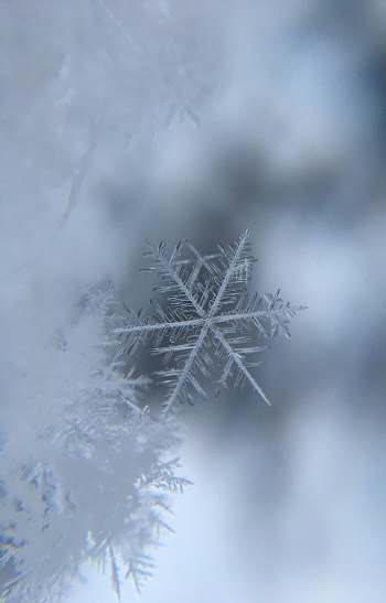 Snowflake Picture
