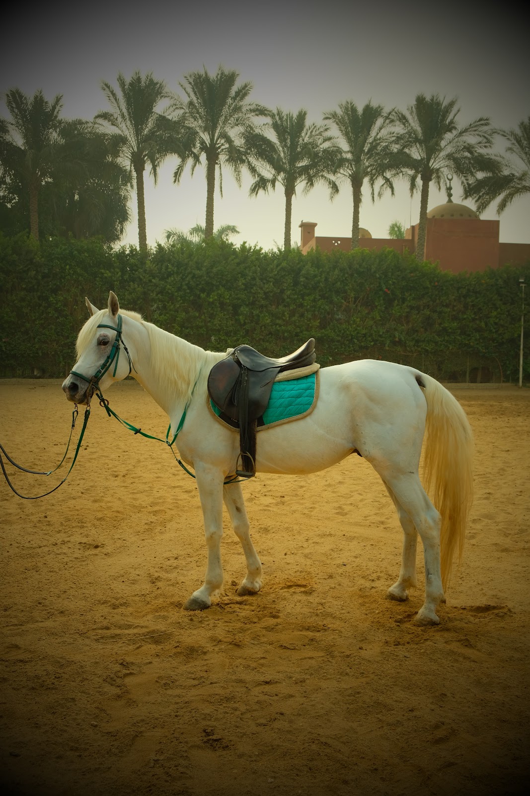 Sa3b - Horse available for riding at Beit Zeina in Saqqara, Egypt. This enchanting White Horse stands out against the warm, sandy backdrop, radiati