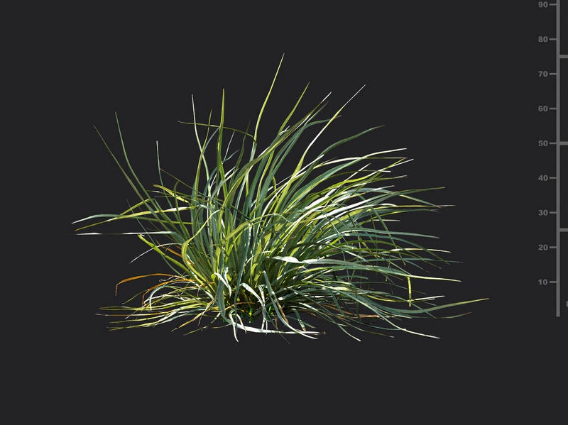 Maxtree - Plant Models Vol.115