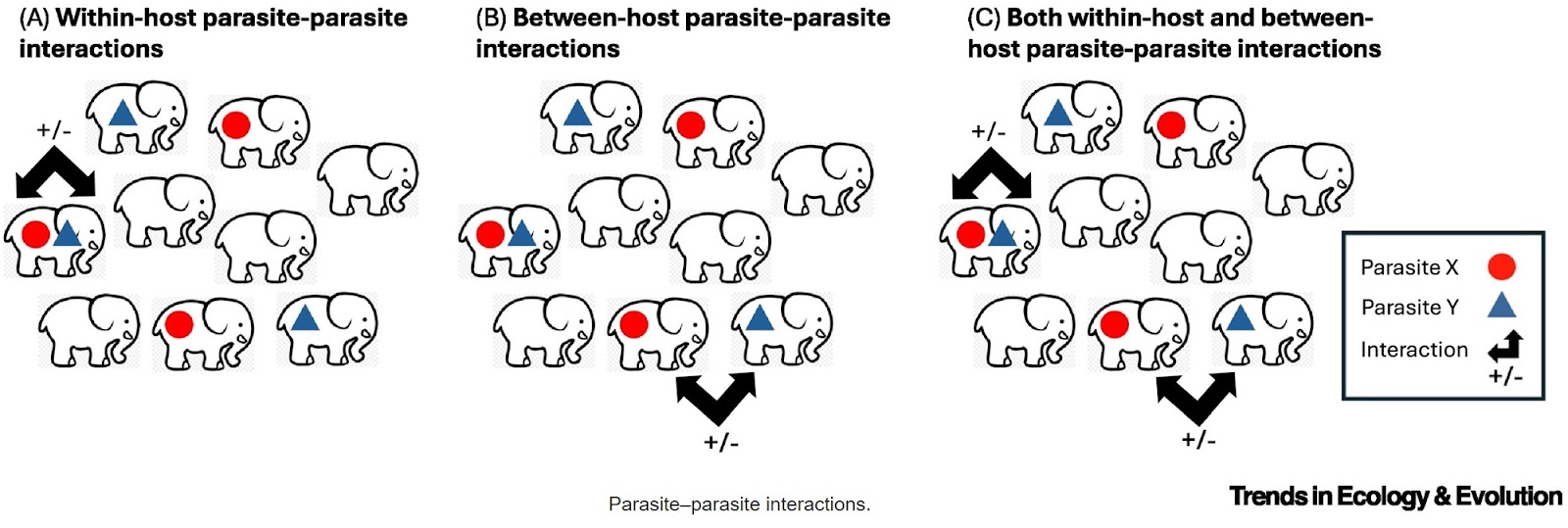 Co-circulation and co-infection: parasite interactions across scales