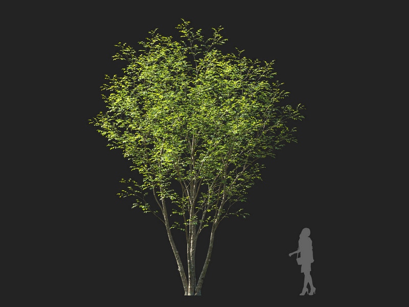 Maxtree - Plant Models Vol.114