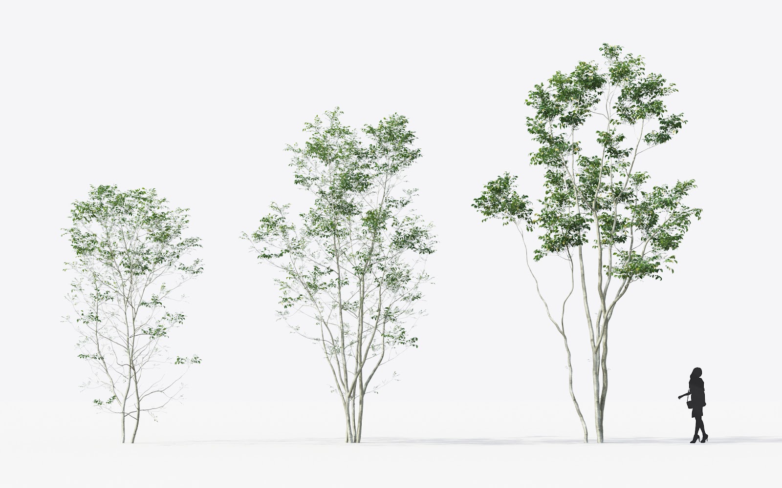 Maxtree - Plant Models Vol.14