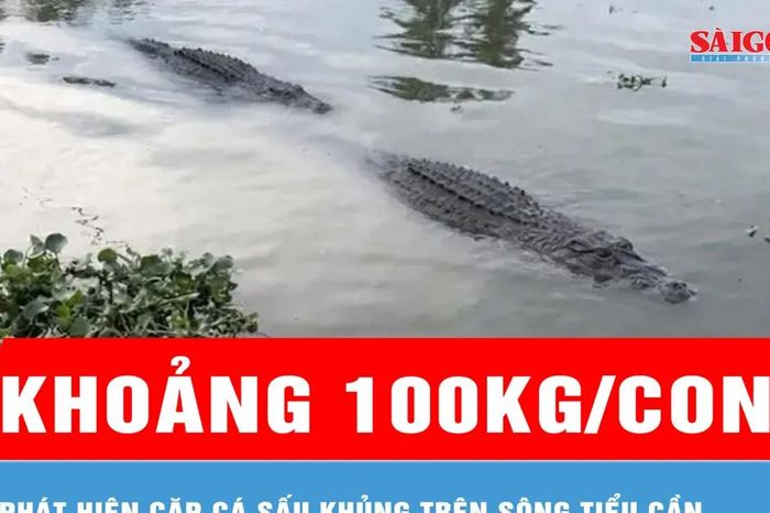 Vĩnh Long: Phát hiện cặp cá sấu khoảng 100kg/con trên sông Tiểu Cần - Báo Sài Gòn Giải Phóng