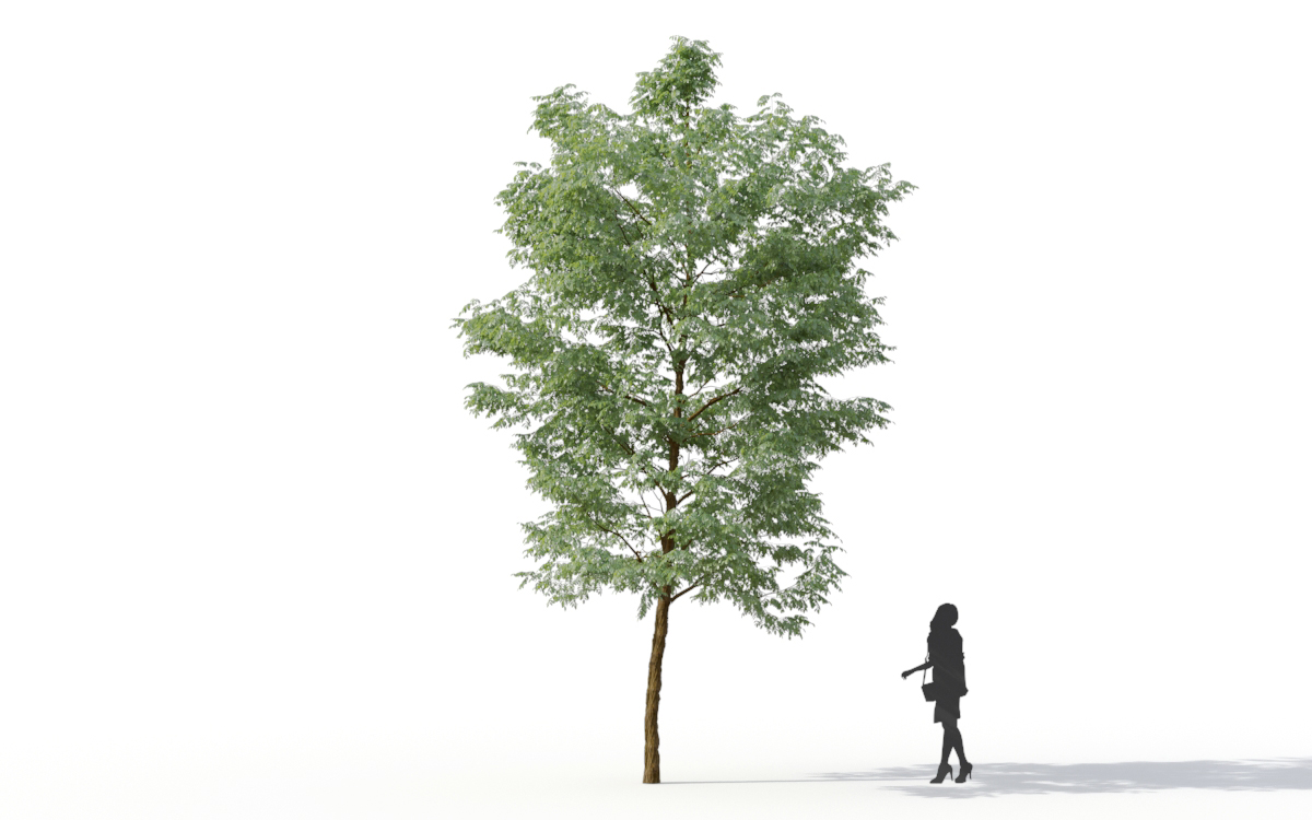 Maxtree - Plant Models Vol.11