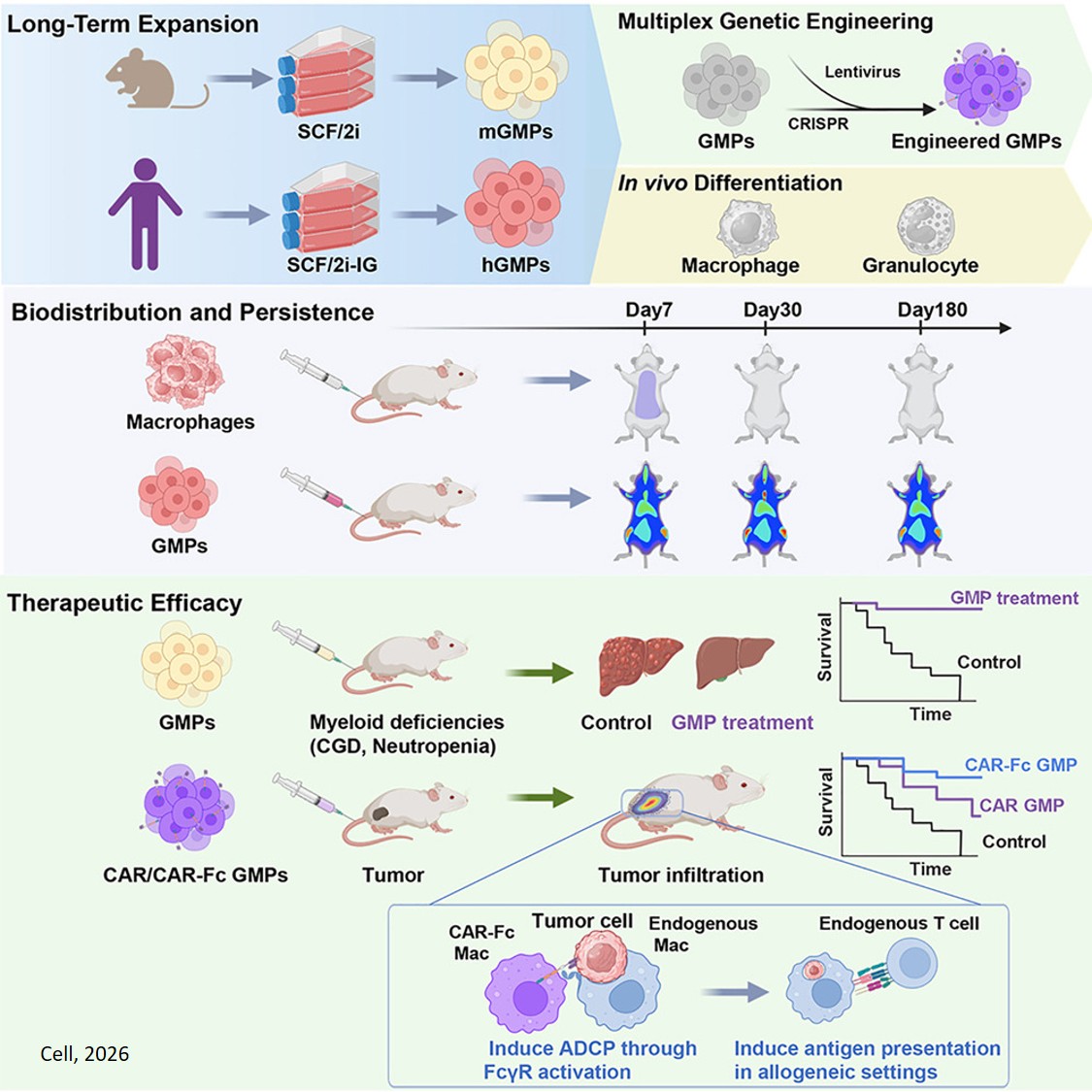 Expansion and CAR engineering of granulocyte- monocyte progenitors for cellular immunotherapy