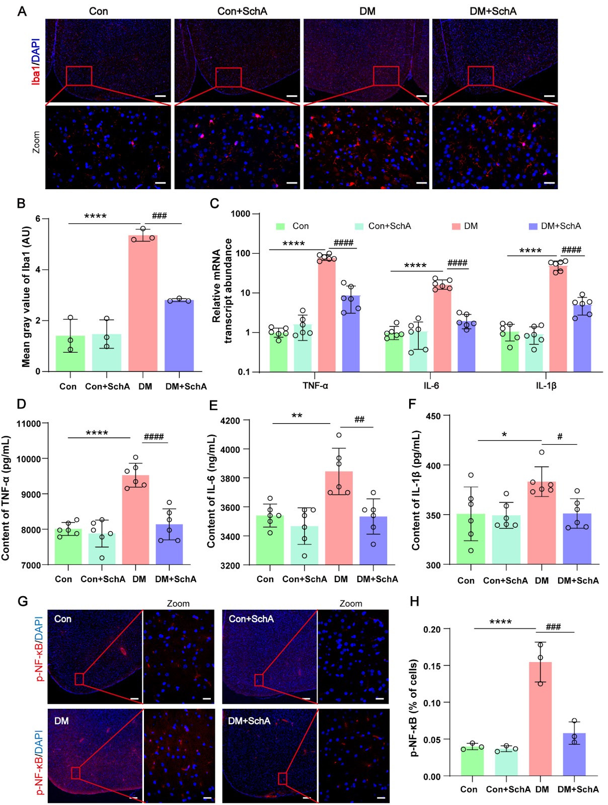Schisandrin A ameliorates the diabetes-associated memory impairment by alleviating inflammation and ferroptosis