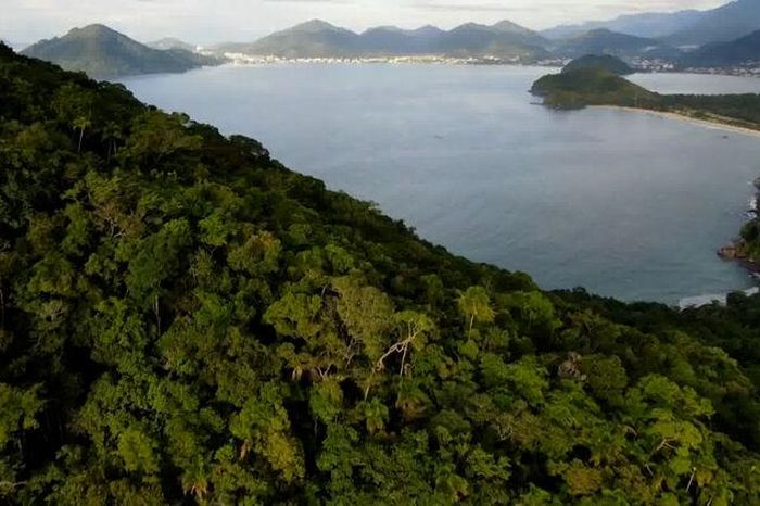 Bước tiến đáng kể trong nỗ lực bảo vệ hệ sinh thái của Brazil - Báo An Giang