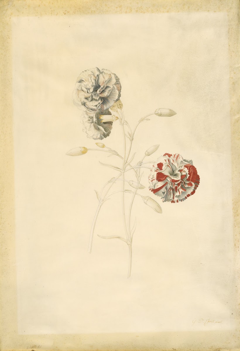 Carnations 1750s