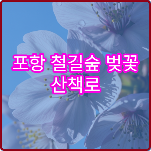 포항 철길숲 벚꽃 산책로 완전 평지 연인 손잡고 걷기 좋은 구간