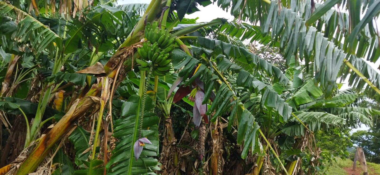 Fazenda no Município de Niquelândia - GO 8