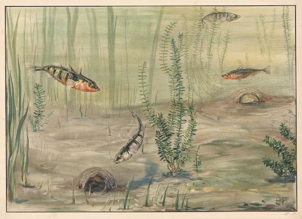 Three spined stickleback 1913
