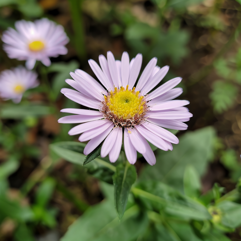 Aster ageratoides 'Asmo' fiorito in un giardino autunnale con i suoi fiori viola chiaro
