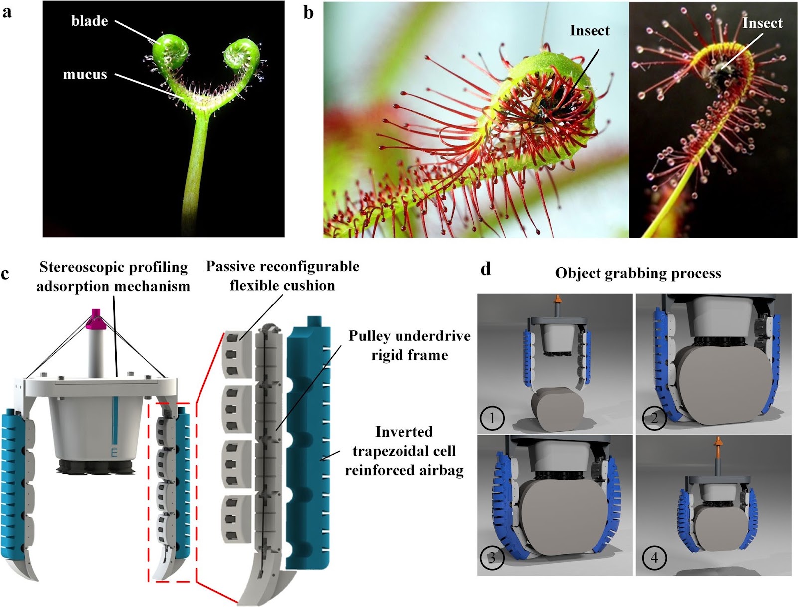 Inspired by the Adhesive Ability of Drosera and the Stress Envelope Effect Rescue Manipulator