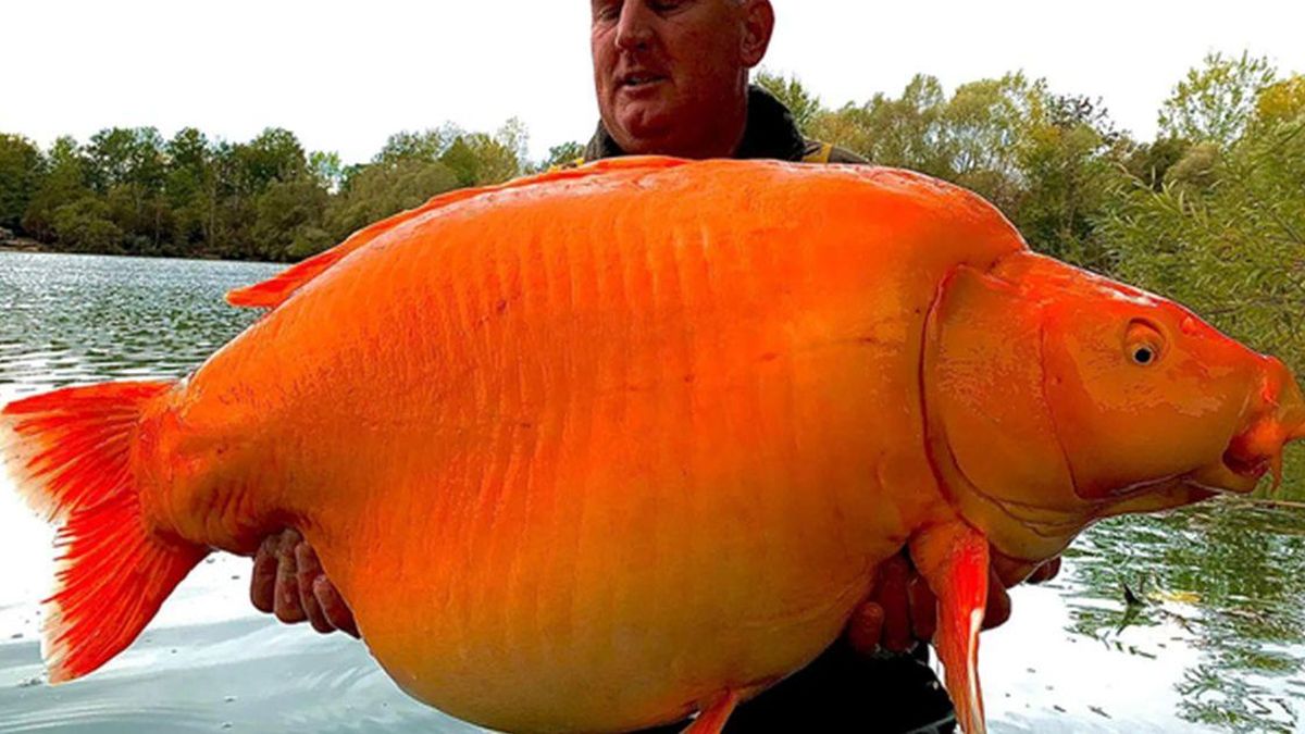 Cận cảnh con cá vàng 'khổng lồ' nặng tới 31kg, nhiều người kinh ngạc ví như 'quái vật dưới nước' - Chuyên trang Góc nhìn pháp lý - Tạp chí Người đưa tin