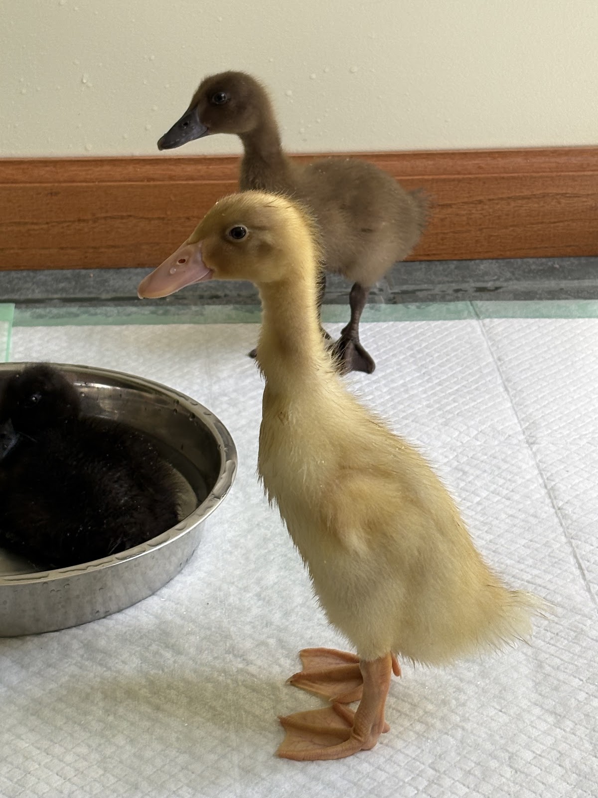 Fawn & White Runner Duck