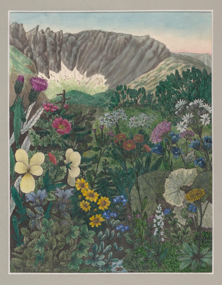 Vegetation of the Karkonosze Mountains Pl1 19th century