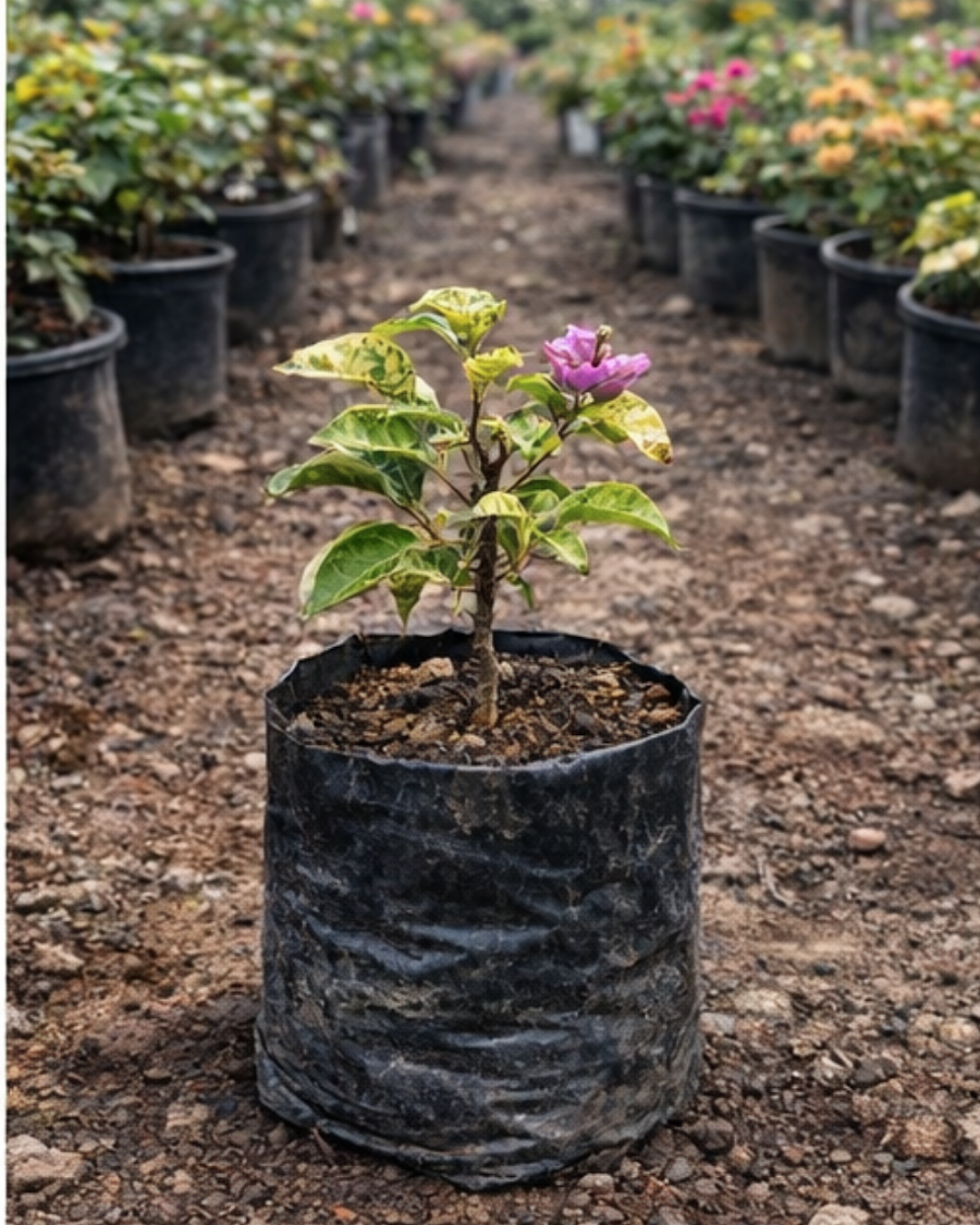 Imported Maria Menando Bougainvillea Plant — view 3
