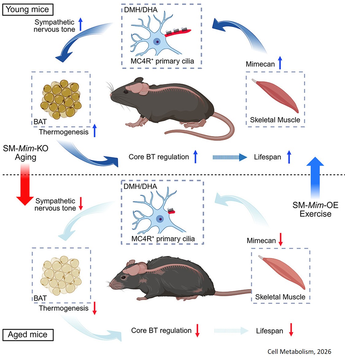 Muscle-derived Mimecan regulates hypothalamus- brown adipose tissue communication and promotes  health and lifespan in mice