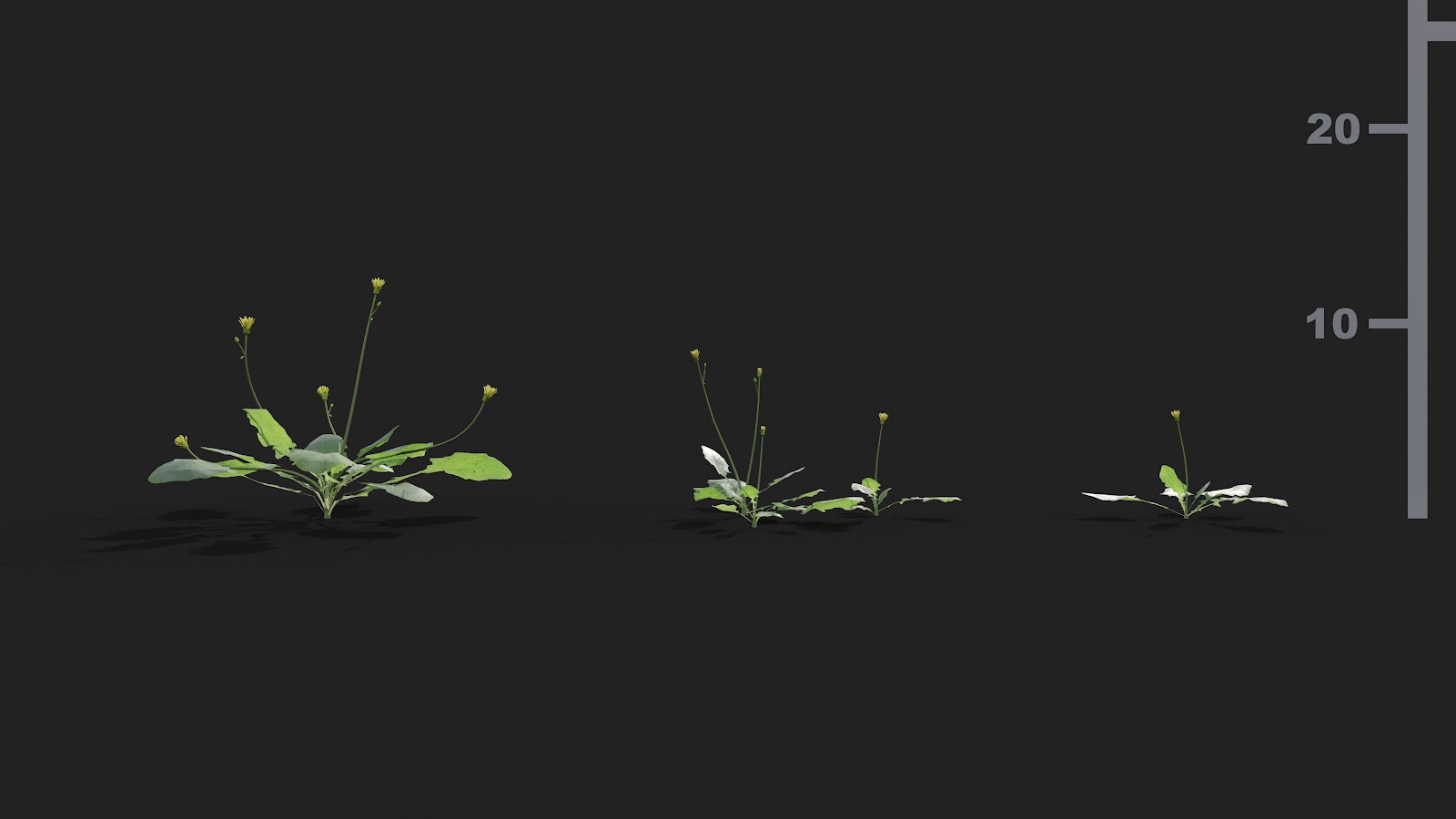 Maxtree - Plant Models Vol.21