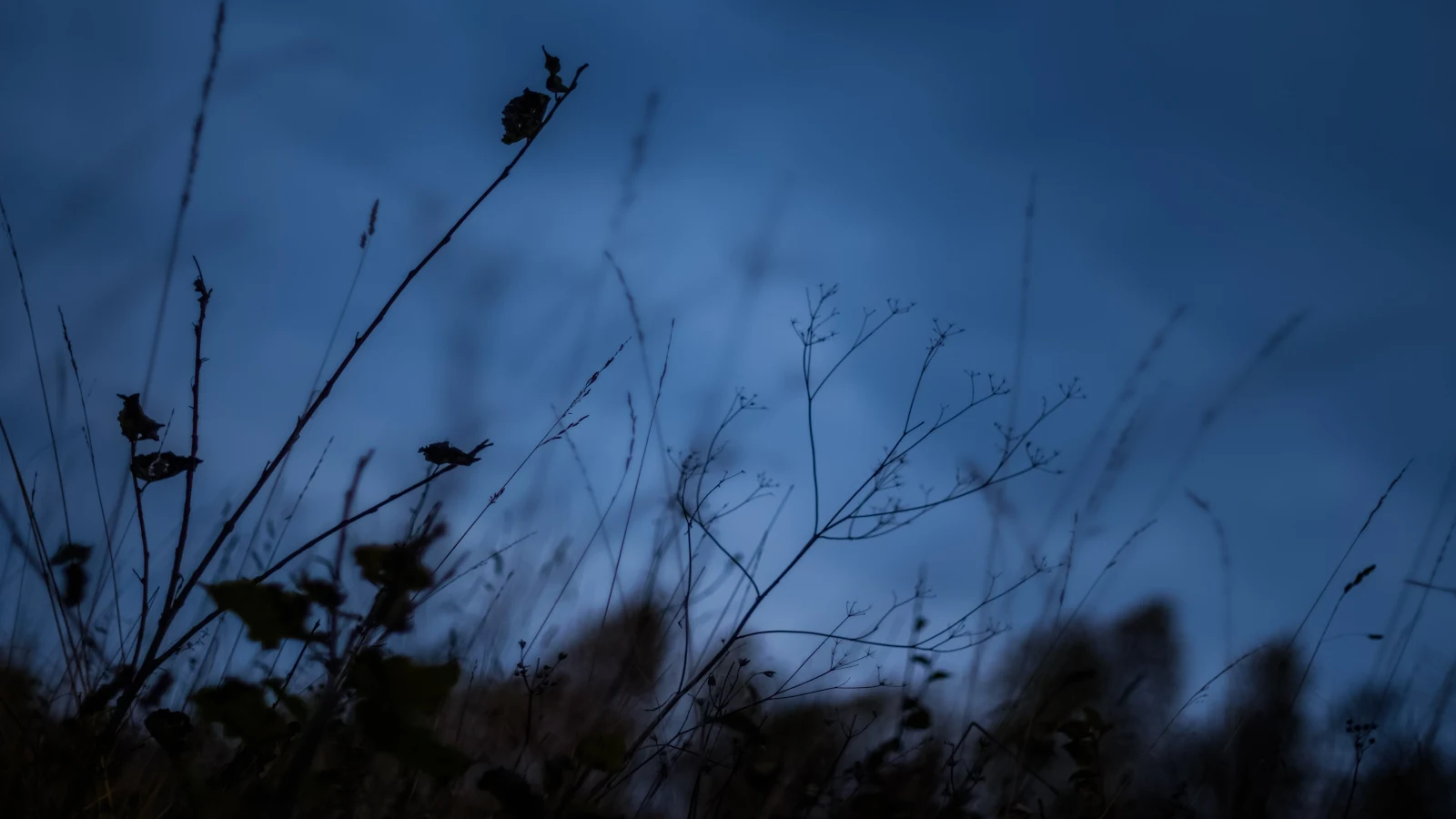 Silhouette, Dusk, Flora, Twigs, Blue 4K Desktop, iPhone Wallpaper Background