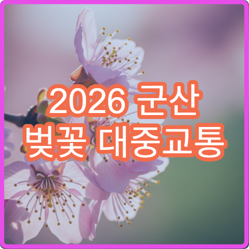 2026 군산 벚꽃 대중교통 군산역에서 선유도 50분 완벽 루트