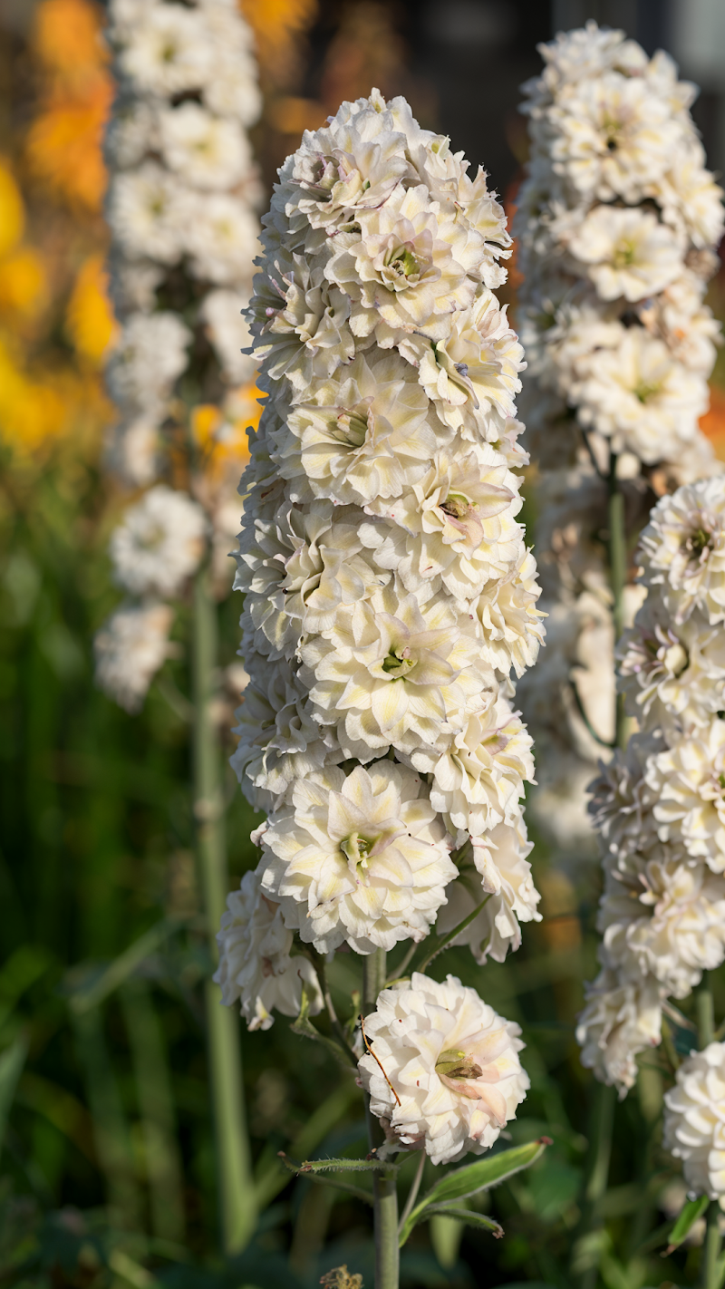 Delphinium Highlander Samba in piena fioritura, design giardino cottage