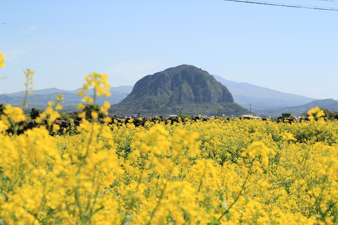 2026 제주 유채꽃, '이 타이밍' 놓치면 1년 후회!