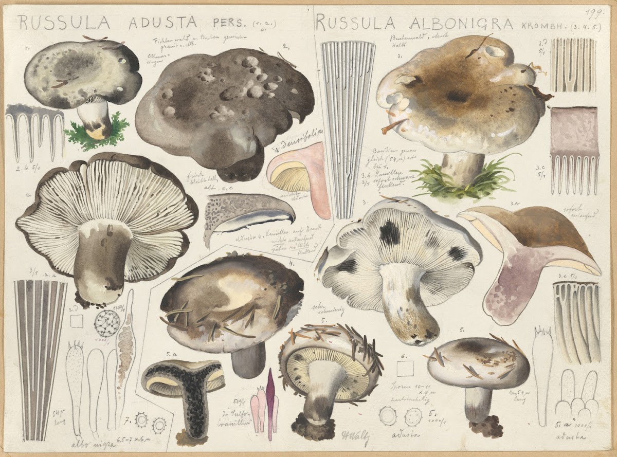 Russula adusta Russula albonigra 1915 1945