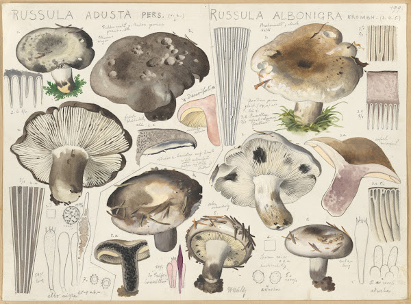 Russula adusta Russula albonigra 1915 1945