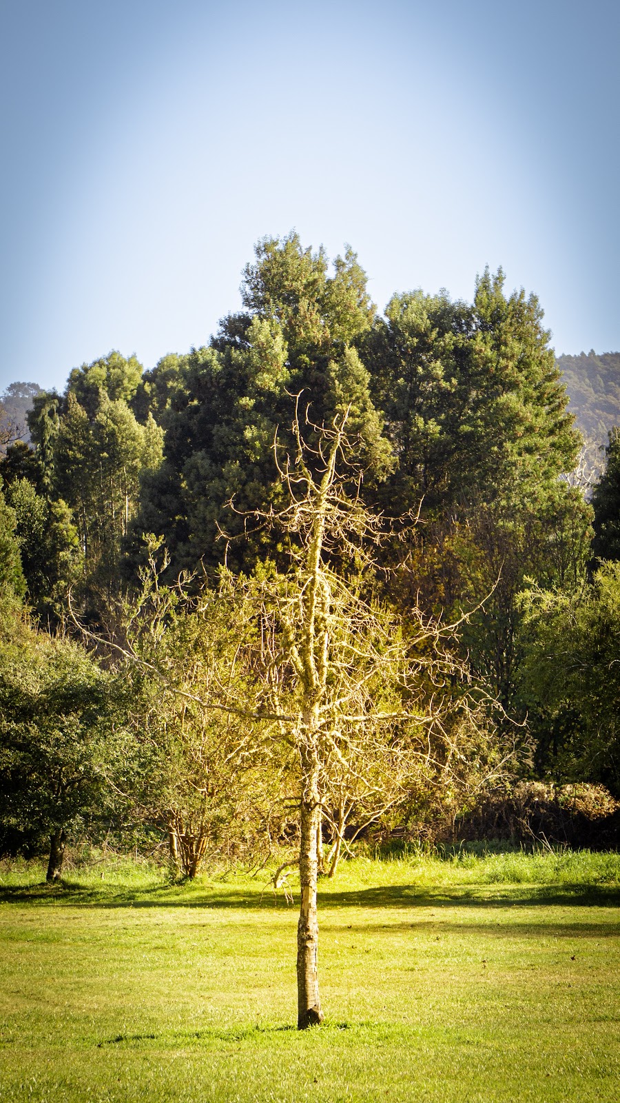 Árbol solitario
