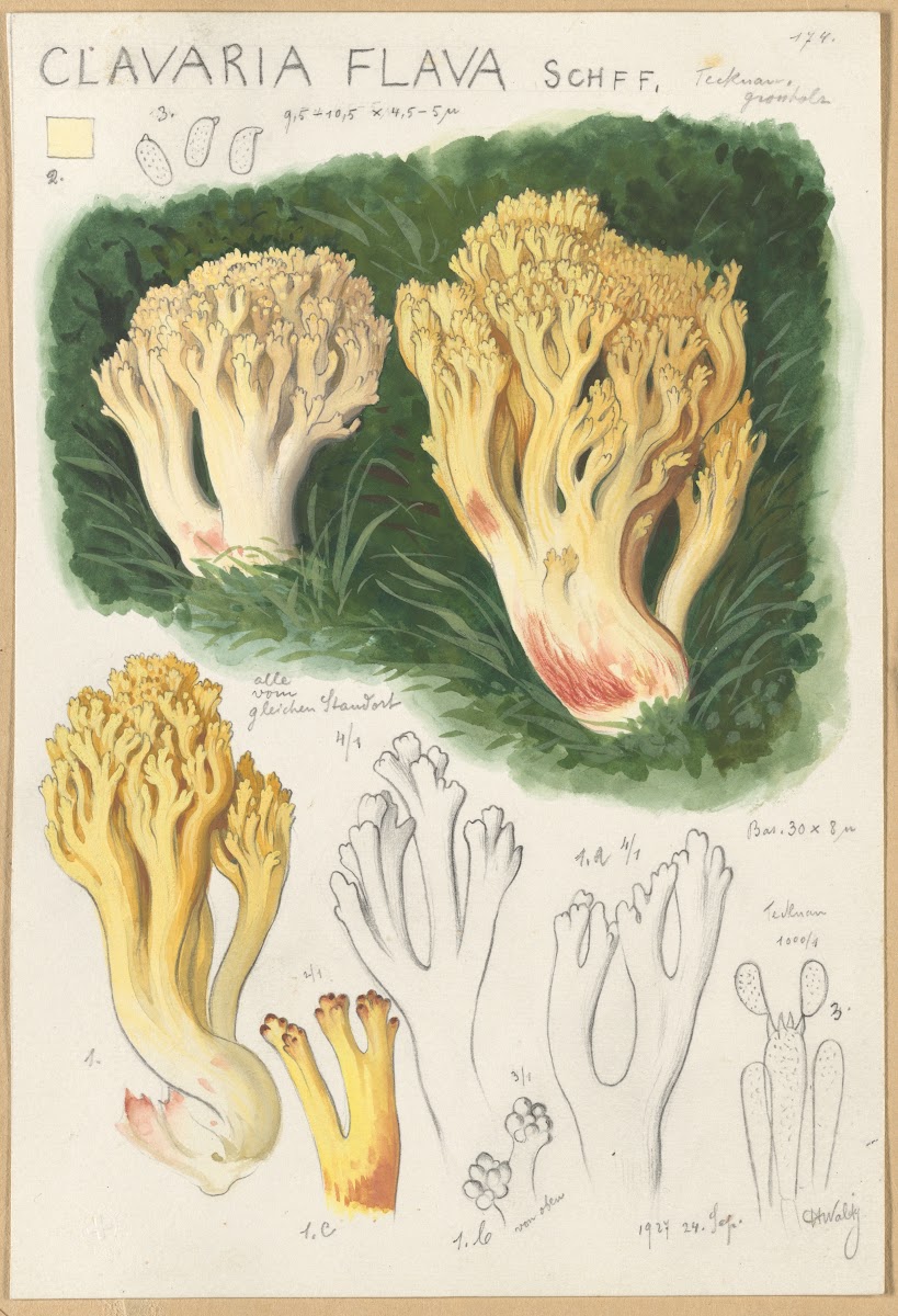 Clavaria flava 1915 1945