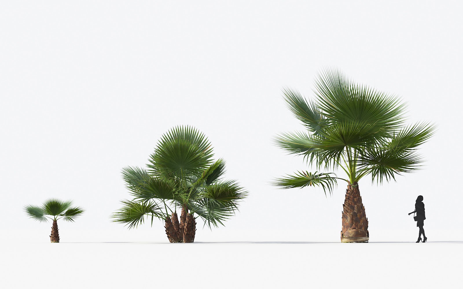 Maxtree - Plant Models Vol.15